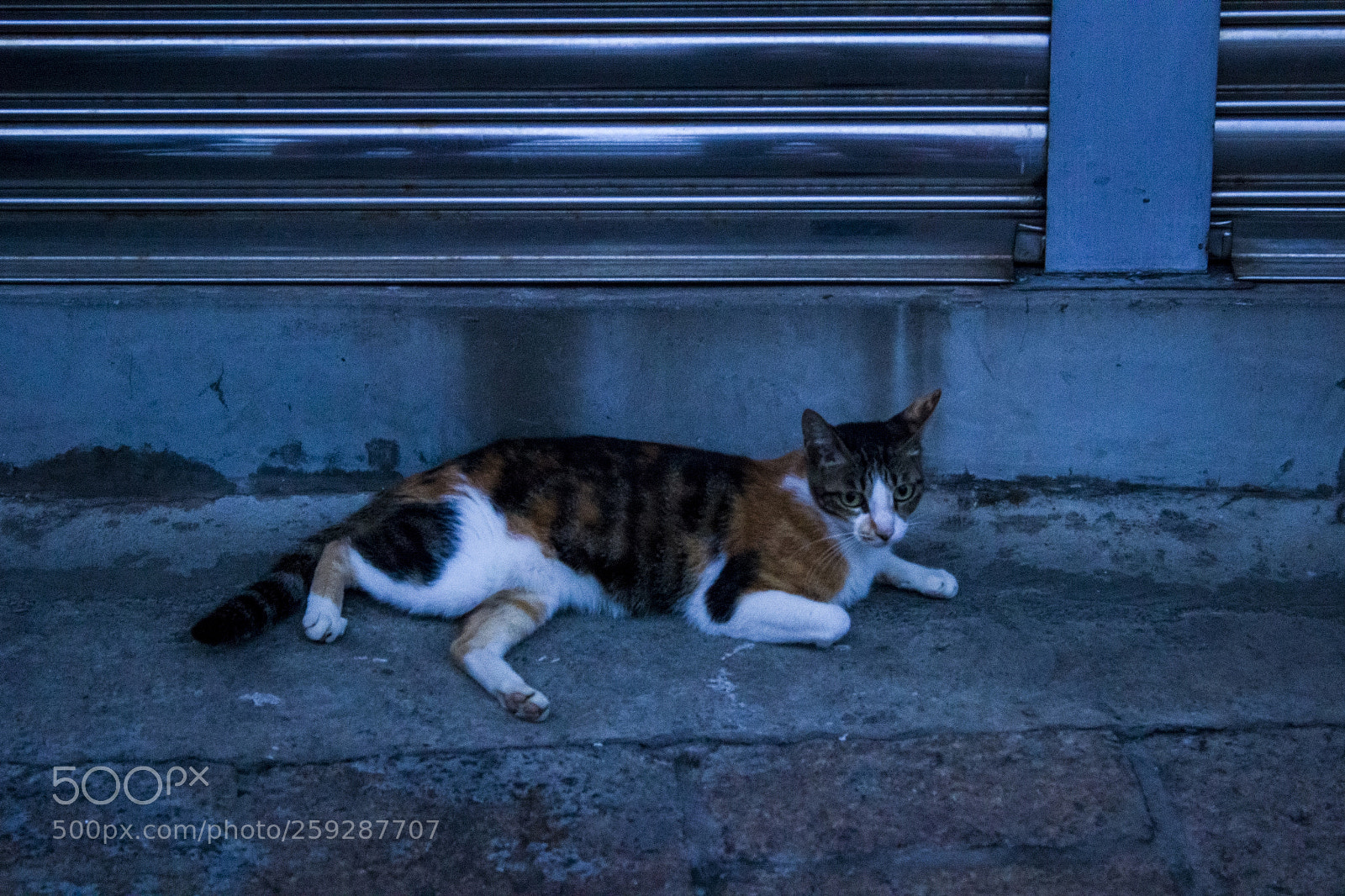 Canon EOS 600D (Rebel EOS T3i / EOS Kiss X5) sample photo. Cat photography