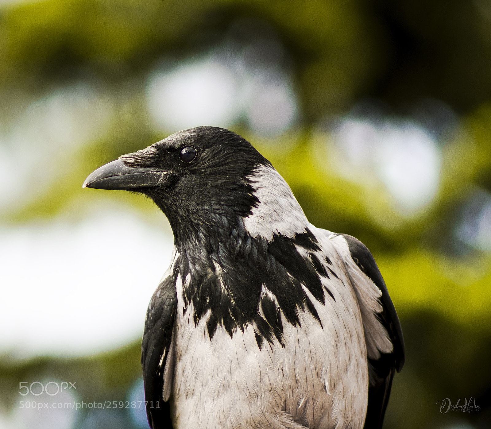 Nikon D850 sample photo. Dri3046 photography