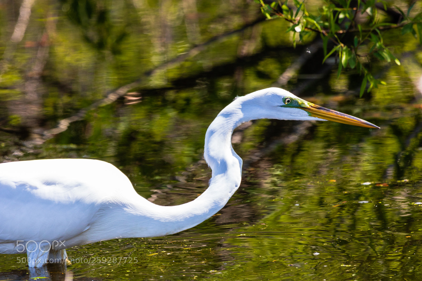Canon EOS 750D (EOS Rebel T6i / EOS Kiss X8i) sample photo. Great egret photography