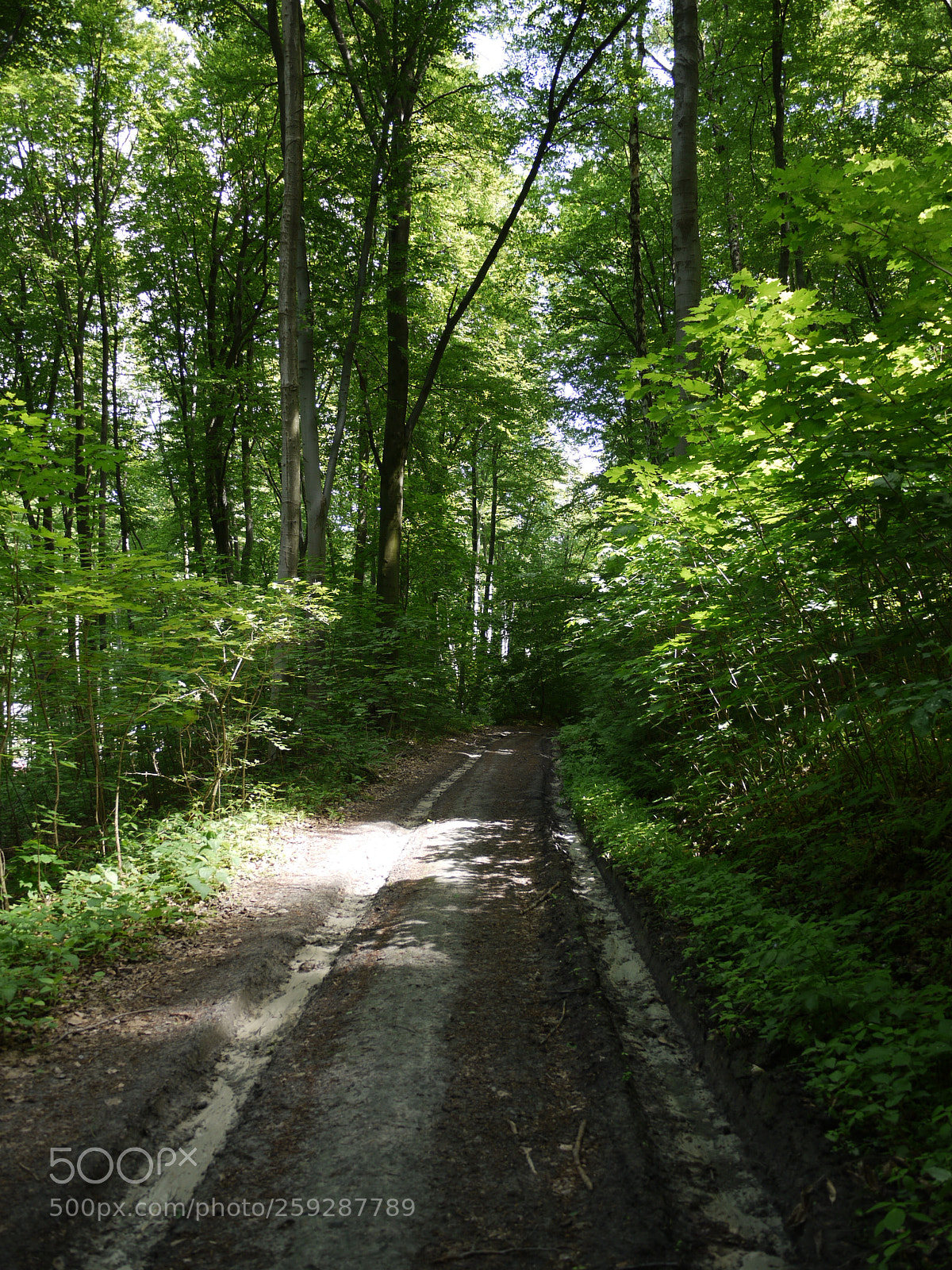 Panasonic Lumix DMC-G1 sample photo. Pathway photography