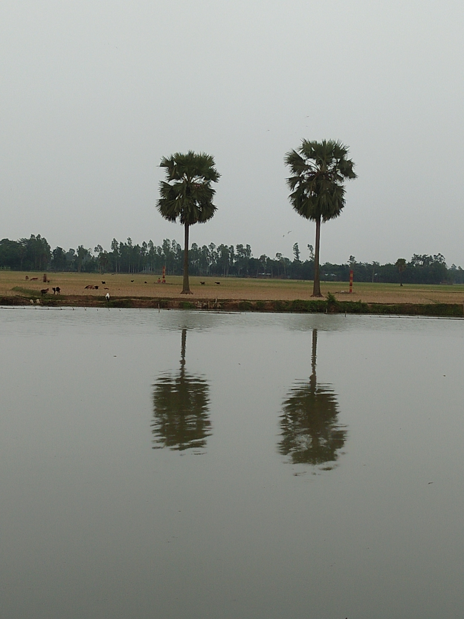 OPPO A37fw-International sample photo. তাল গাছ photography