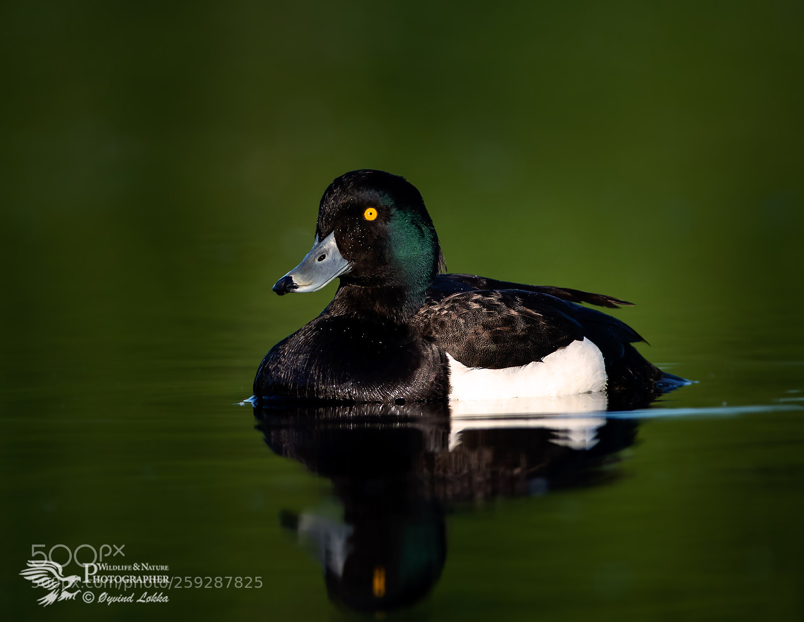 Canon EOS-1D X Mark II sample photo. Tufted duck photography