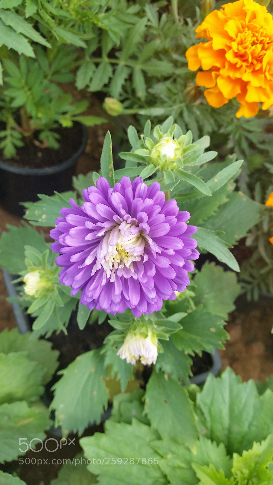 Samsung Galaxy S5 sample photo. Flower photography