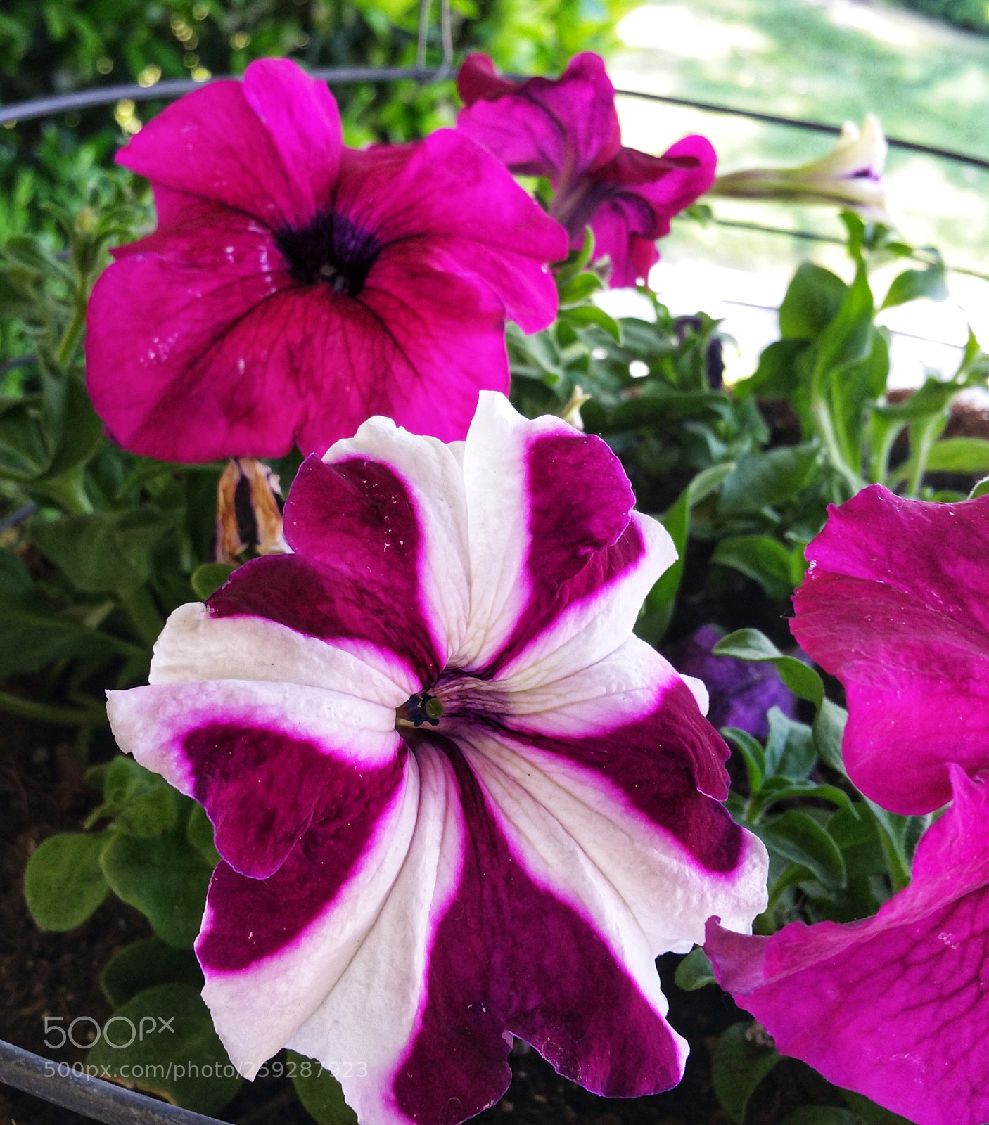Samsung Galaxy Note4 sample photo. New bunch planted photography