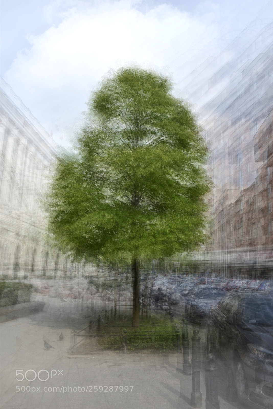 Nikon D5500 sample photo. Warsaw green tree centrum photography