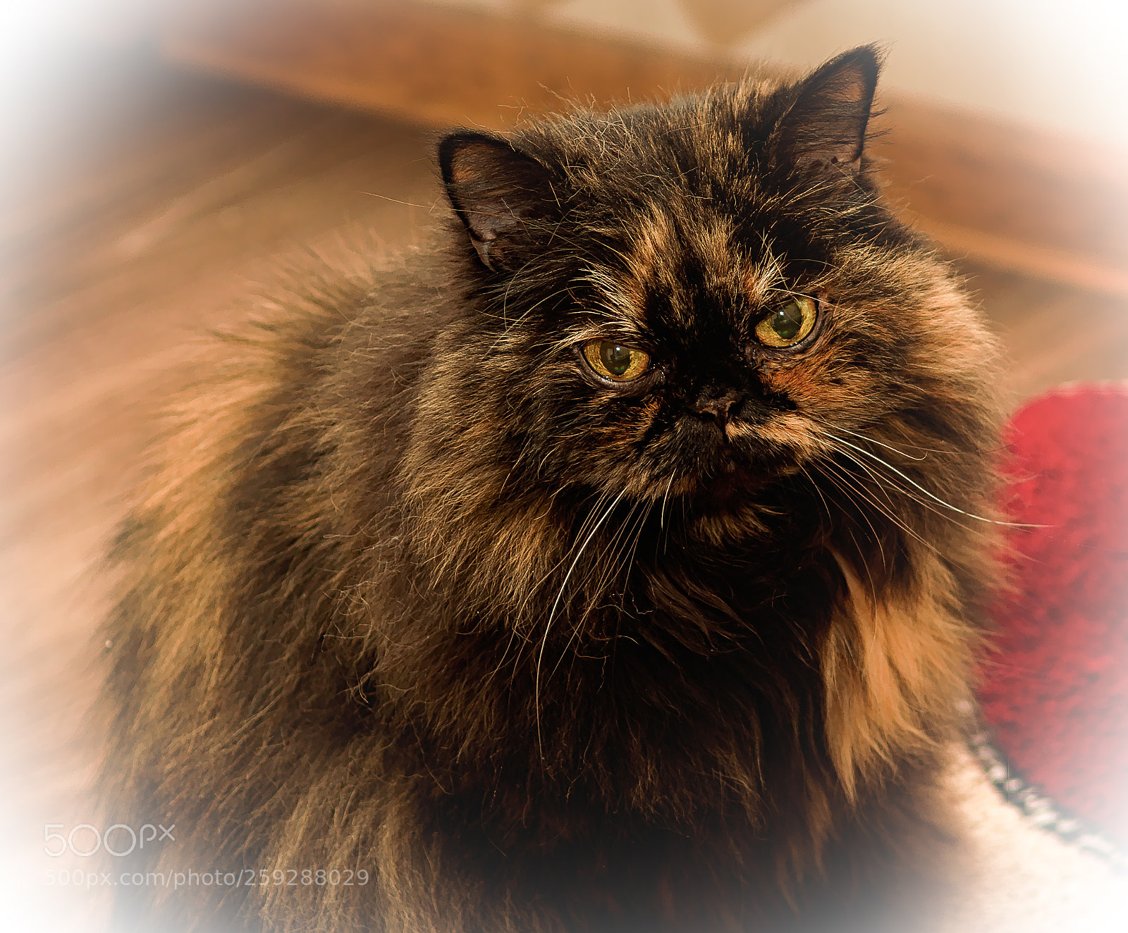 Nikon D7000 sample photo. Ожидаю photography