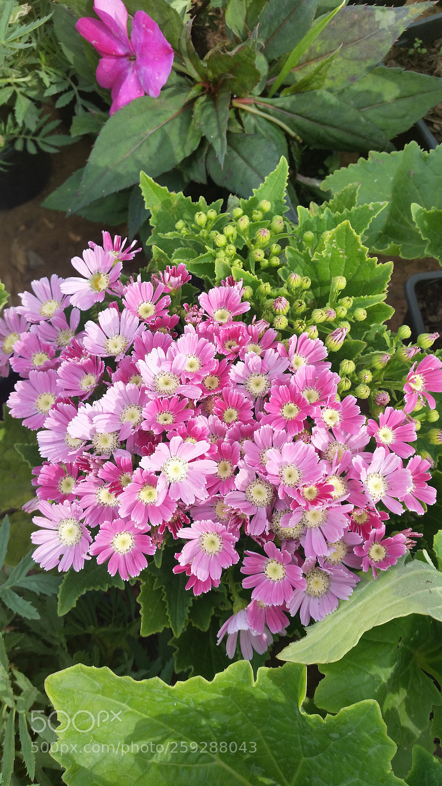 Samsung Galaxy S5 sample photo. Flower photography