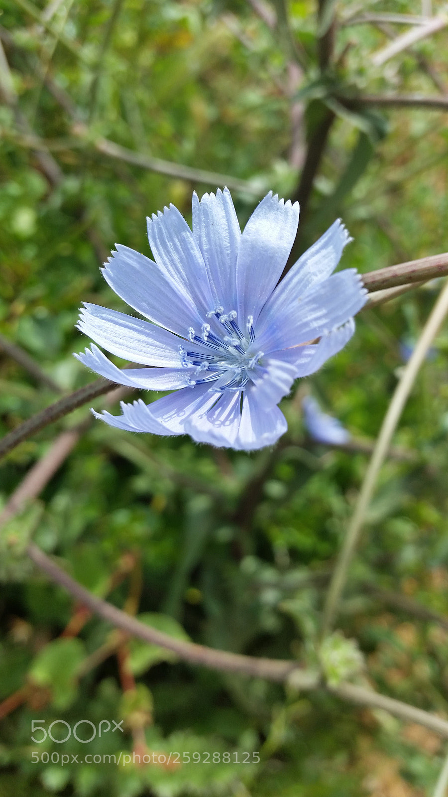 Samsung Galaxy S5 sample photo. Flower photography
