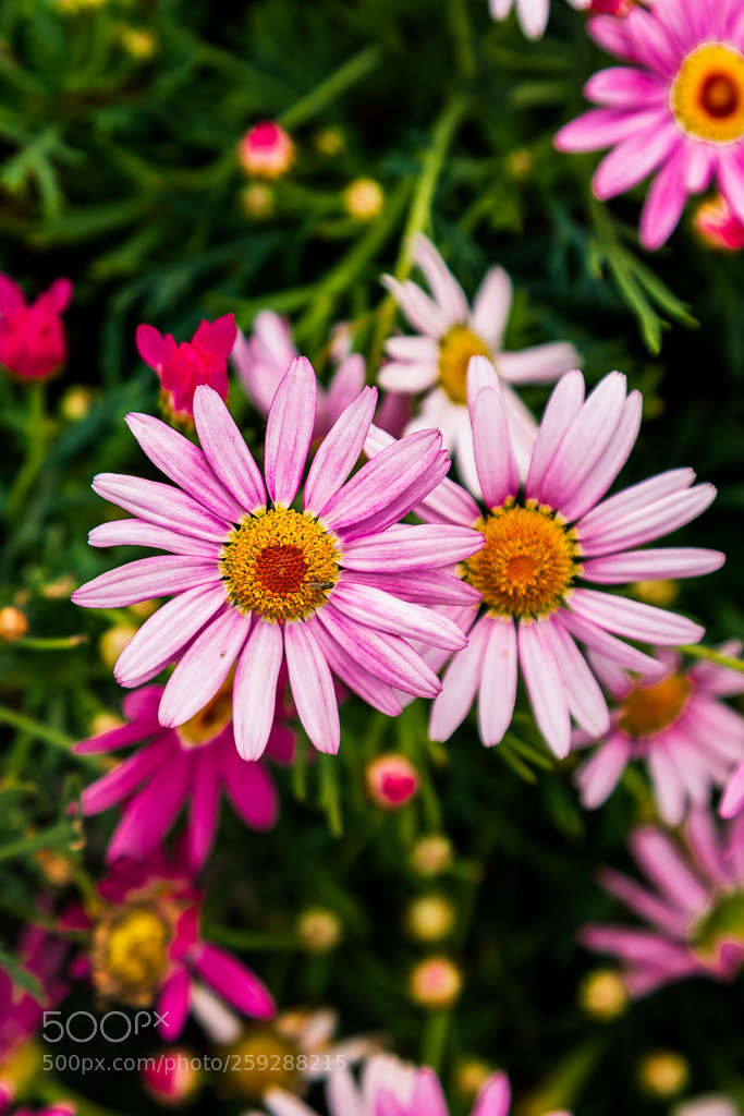Canon EOS 6D sample photo. Untitled photography