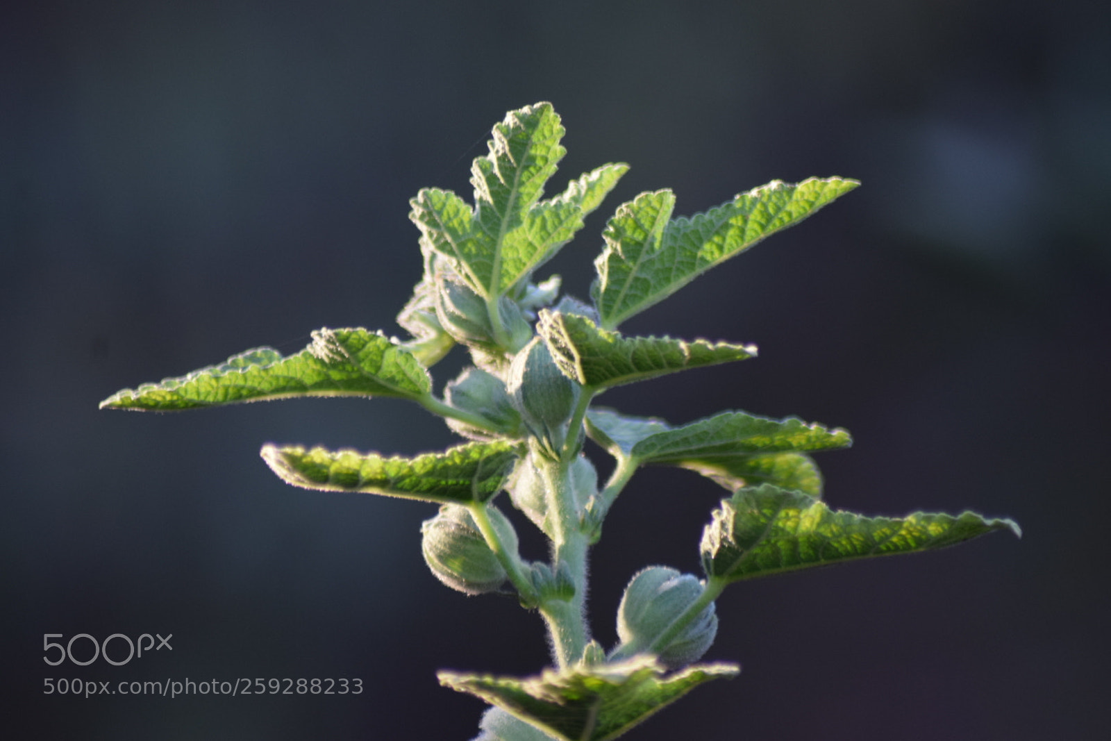 Nikon D5300 sample photo. Plantita verde photography
