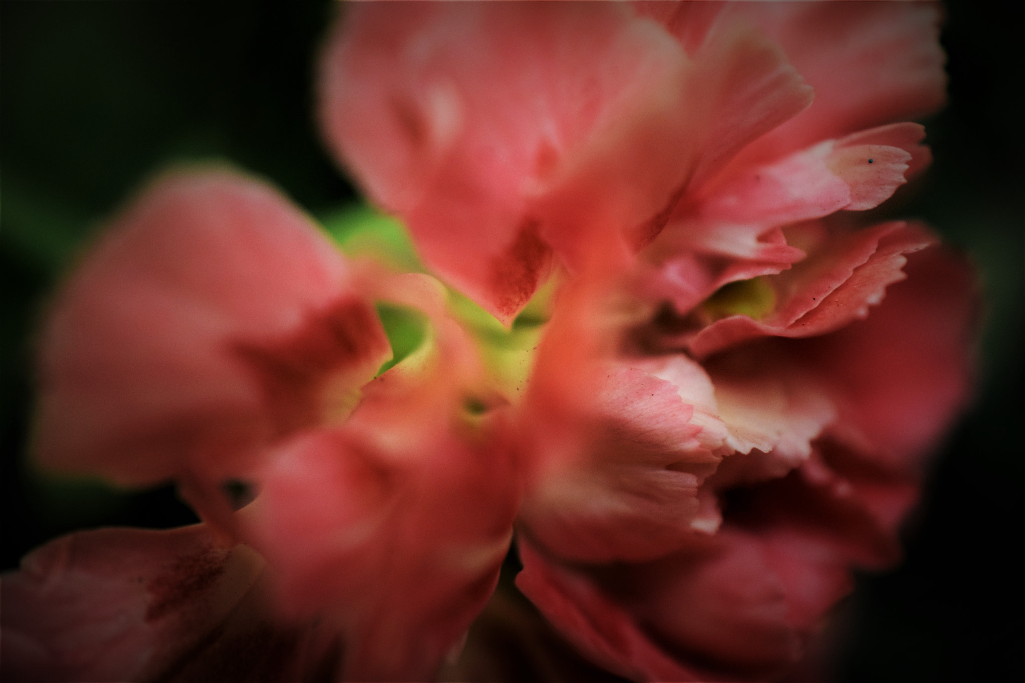 Nikon AF-S DX Micro Nikkor 40mm F2.8 sample photo. Carnation photography