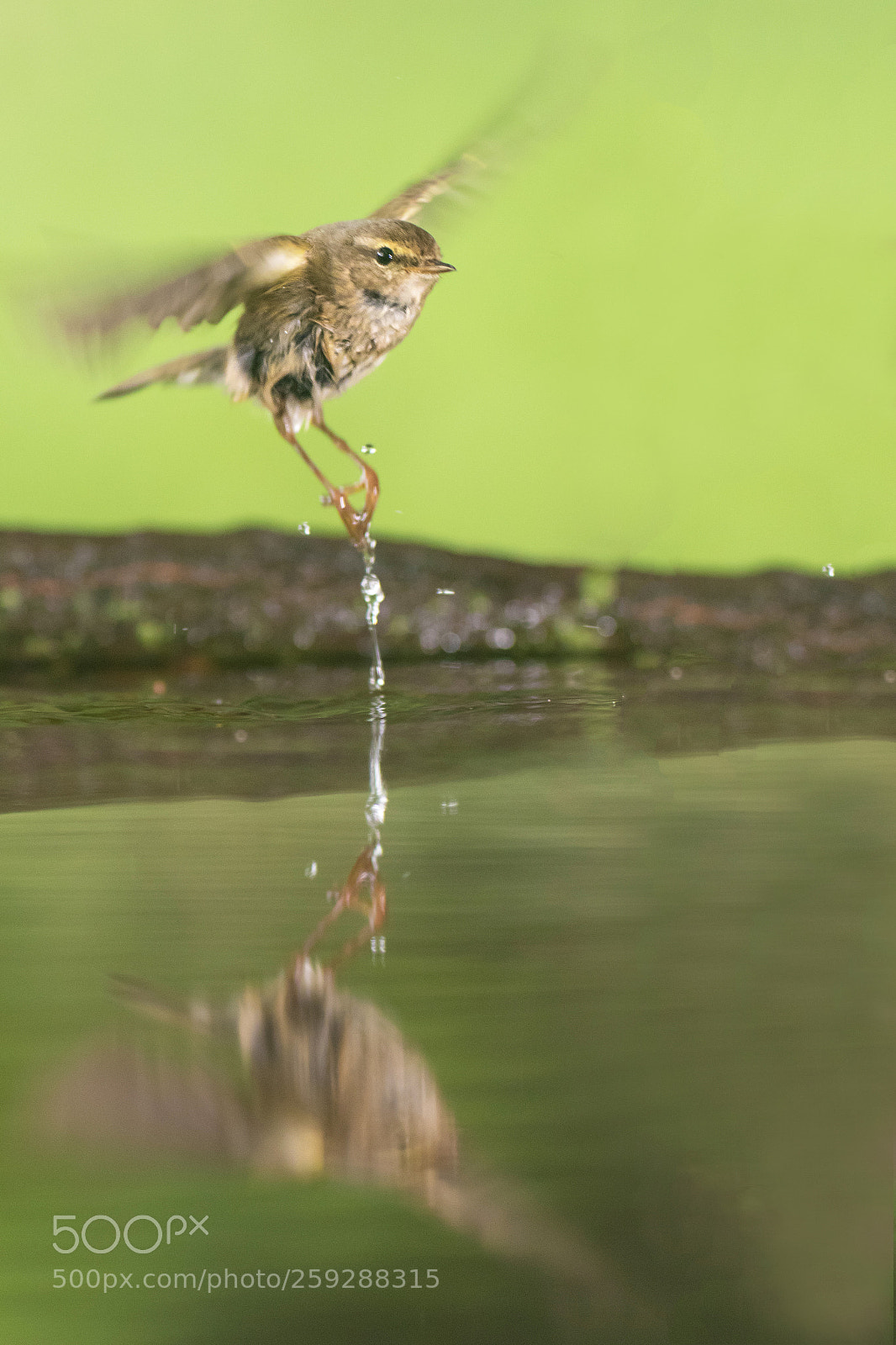 Canon EOS 80D sample photo. Common chiffchaff photography
