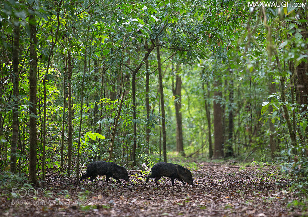 Canon EOS-1D X sample photo. Collared peccaries photography