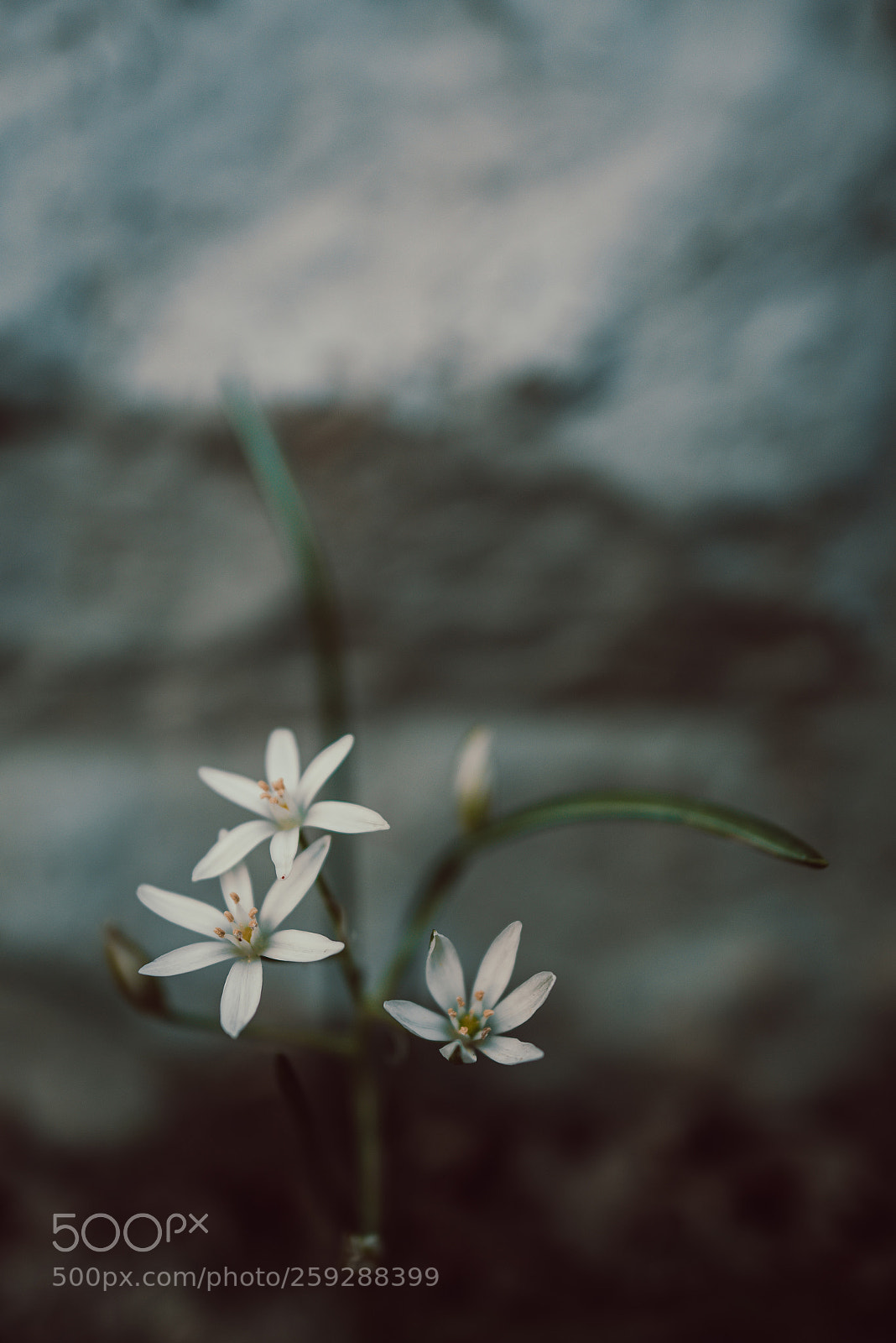 Nikon D750 sample photo. On a wednesday photography