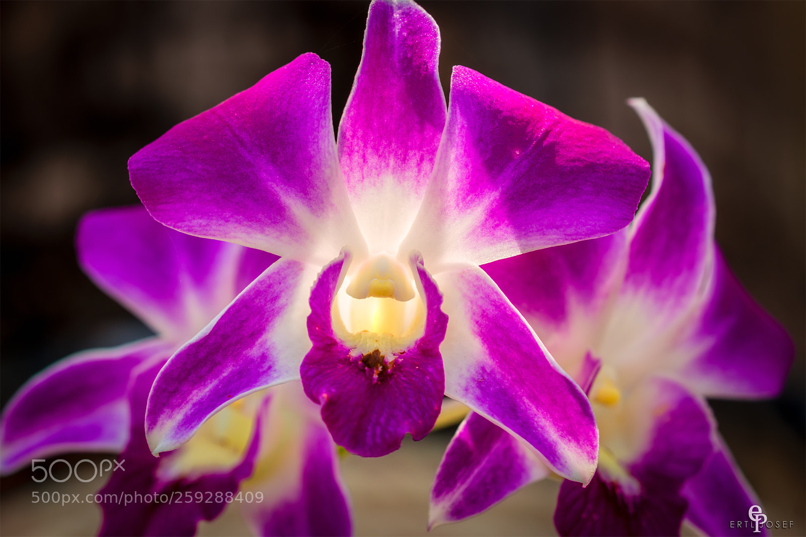 Canon EOS 70D sample photo. Freiland orchidee photography