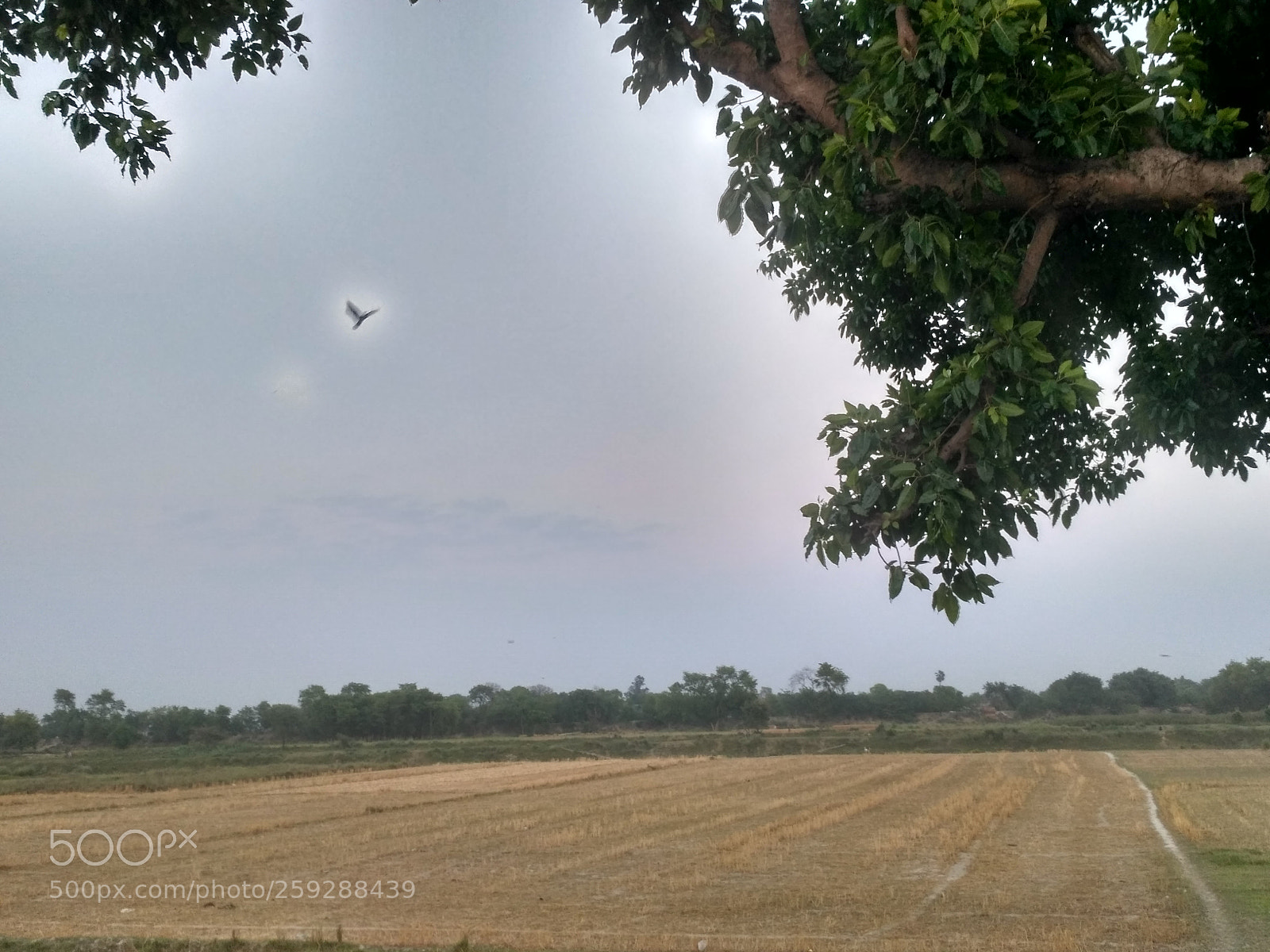 Xiaomi Redmi 3S sample photo. Hdr photography