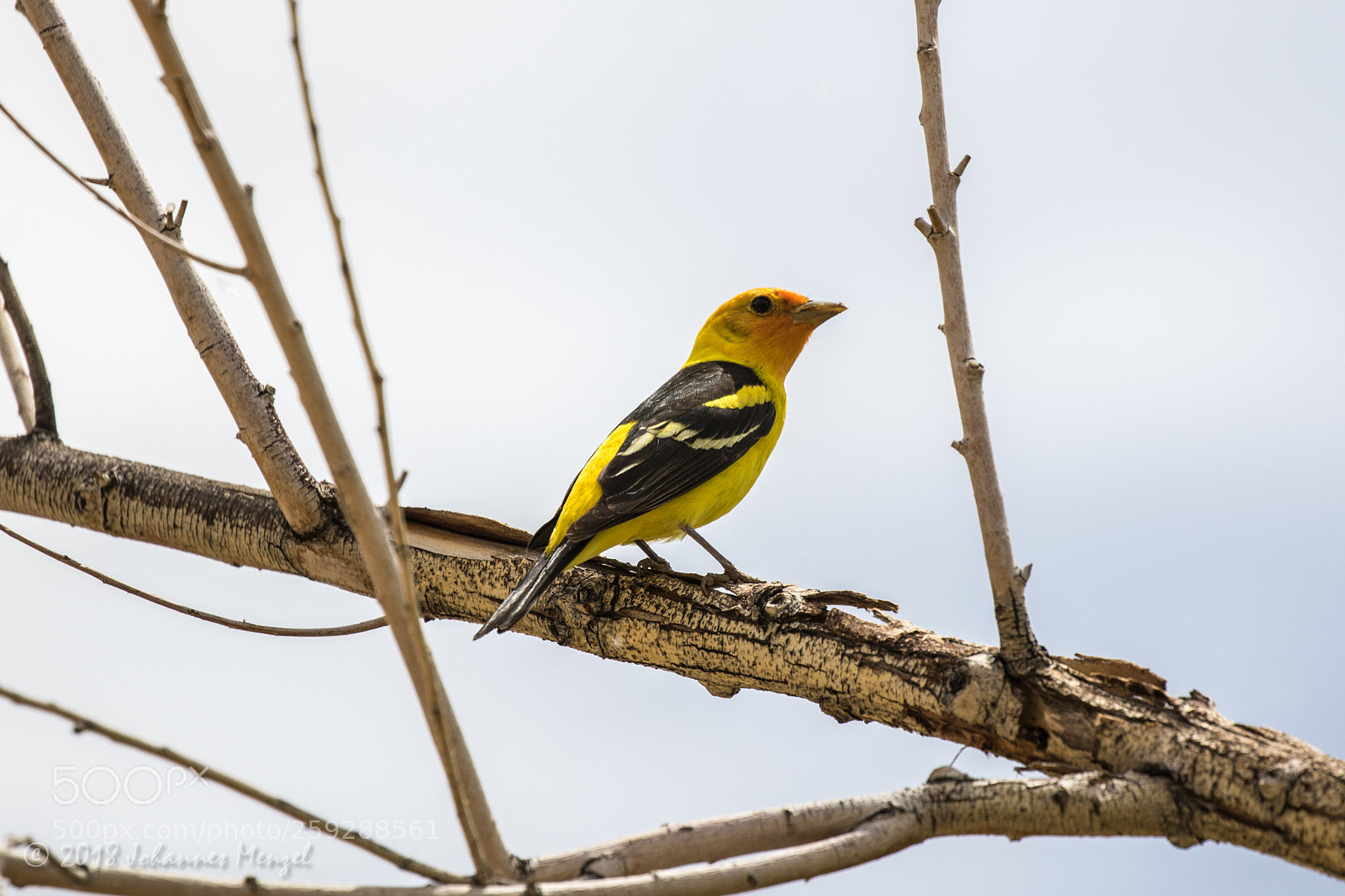 Canon EOS 7D Mark II sample photo. Western tanager photography