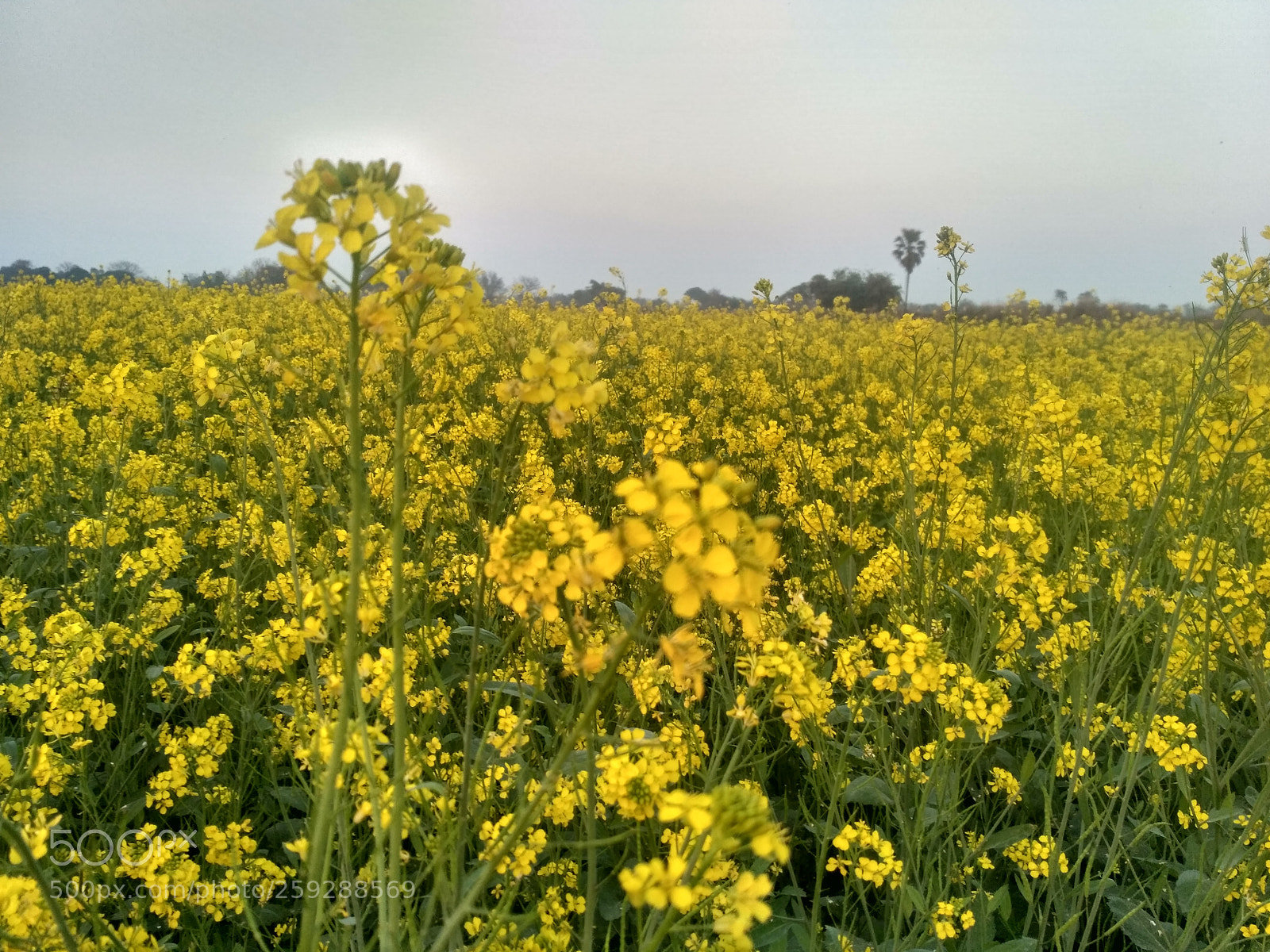 Xiaomi Redmi 3S sample photo. Hdr photography