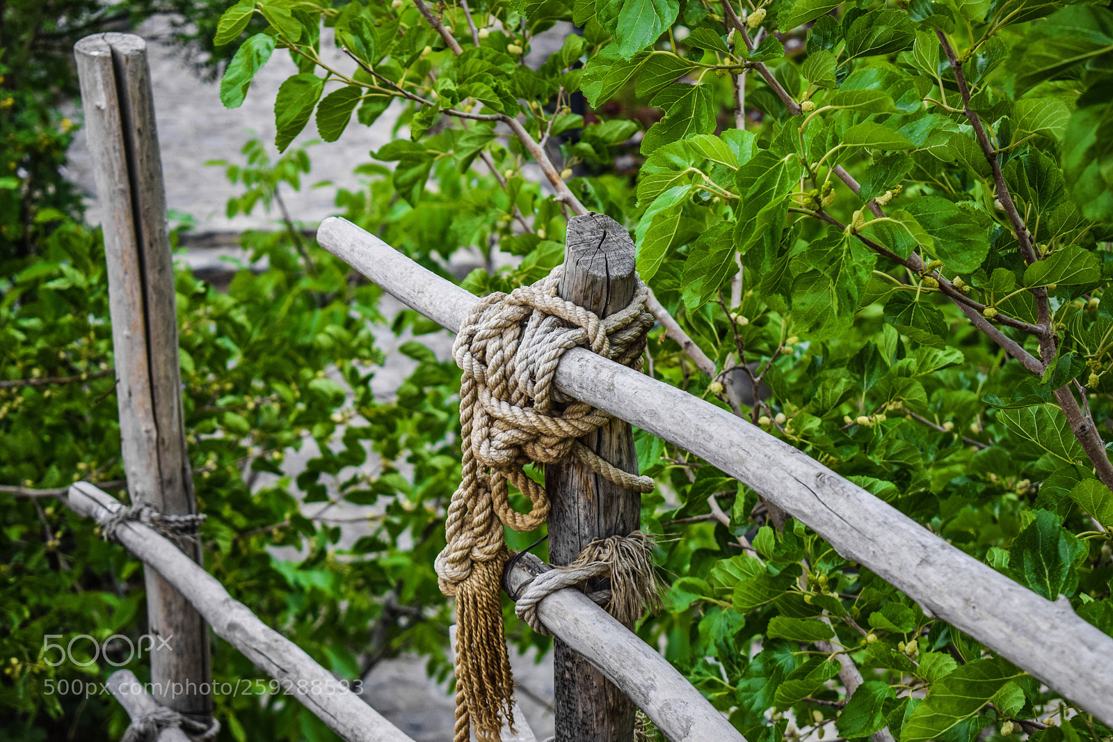 Nikon D5300 sample photo. Knob.jpg photography