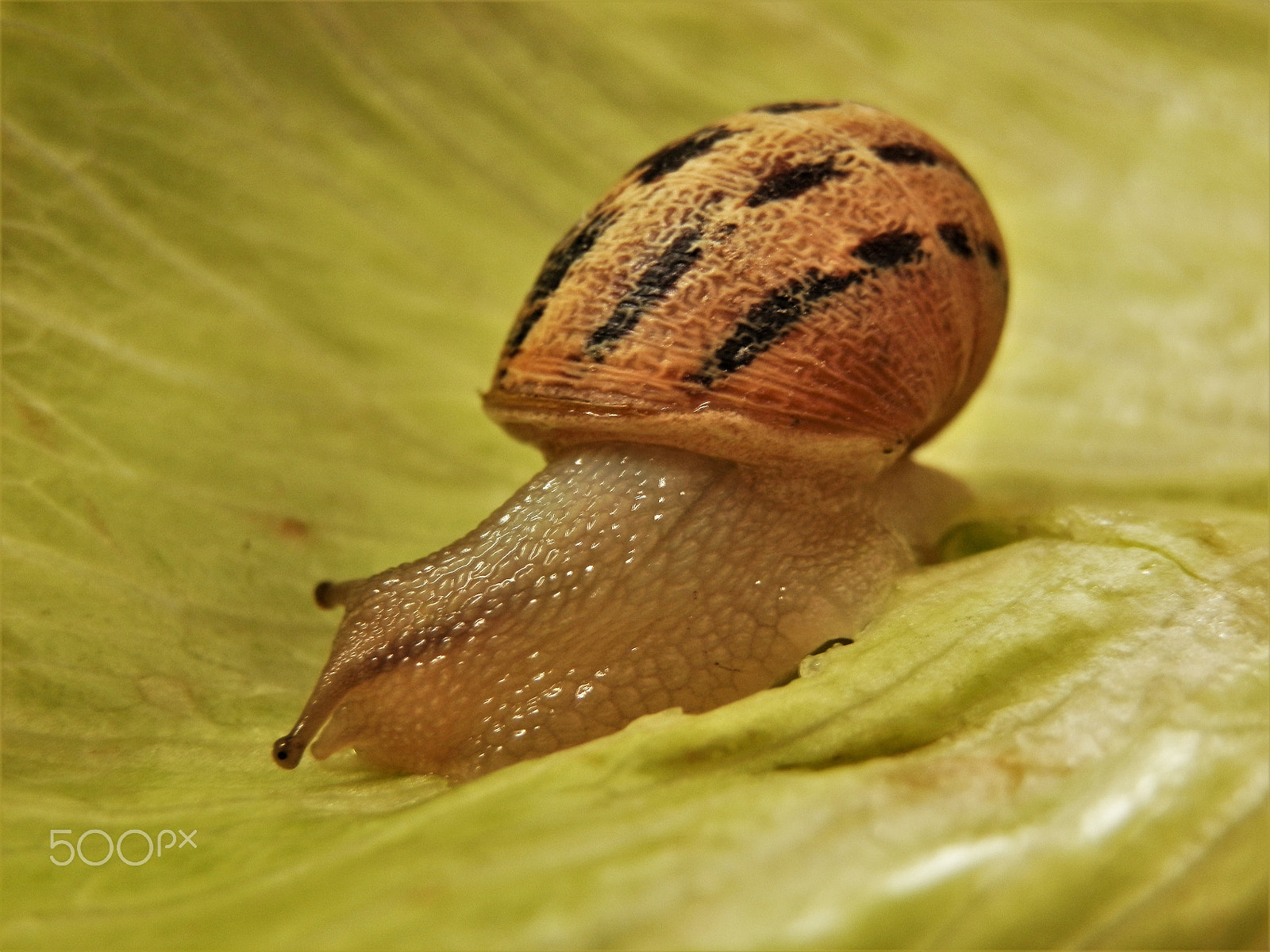 Olympus SZ-10 sample photo. Snail photography