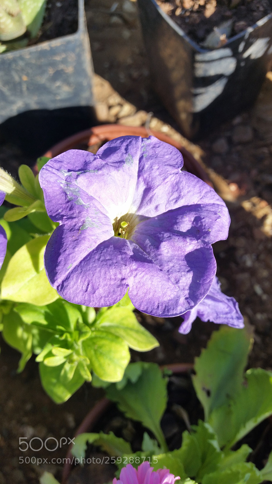 Samsung Galaxy S5 sample photo. Flower photography
