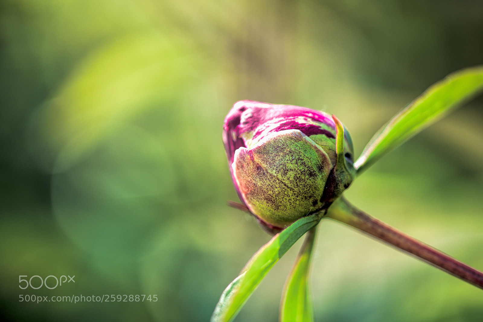 Nikon D850 sample photo. Peony bud photography