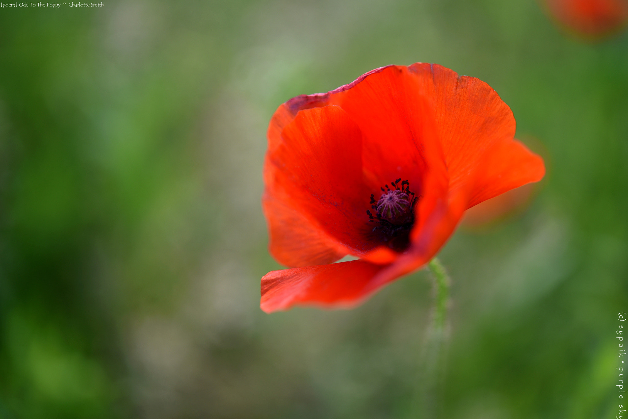 Nikon D750 + Nikon AF-S Micro-Nikkor 60mm F2.8G ED sample photo. Ode to the poppy ** photography