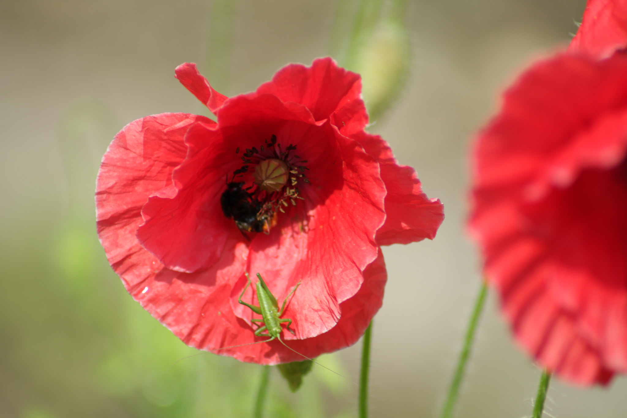 Canon EOS 1100D (EOS Rebel T3 / EOS Kiss X50) sample photo. Imflower: poppy and a small jumper g photography