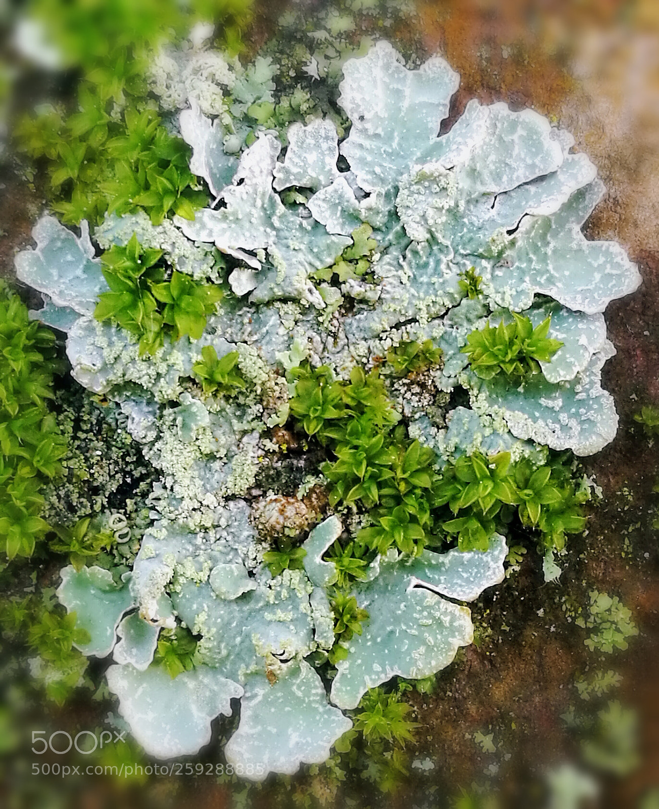 HUAWEI P9 sample photo. Lichen bleu photography