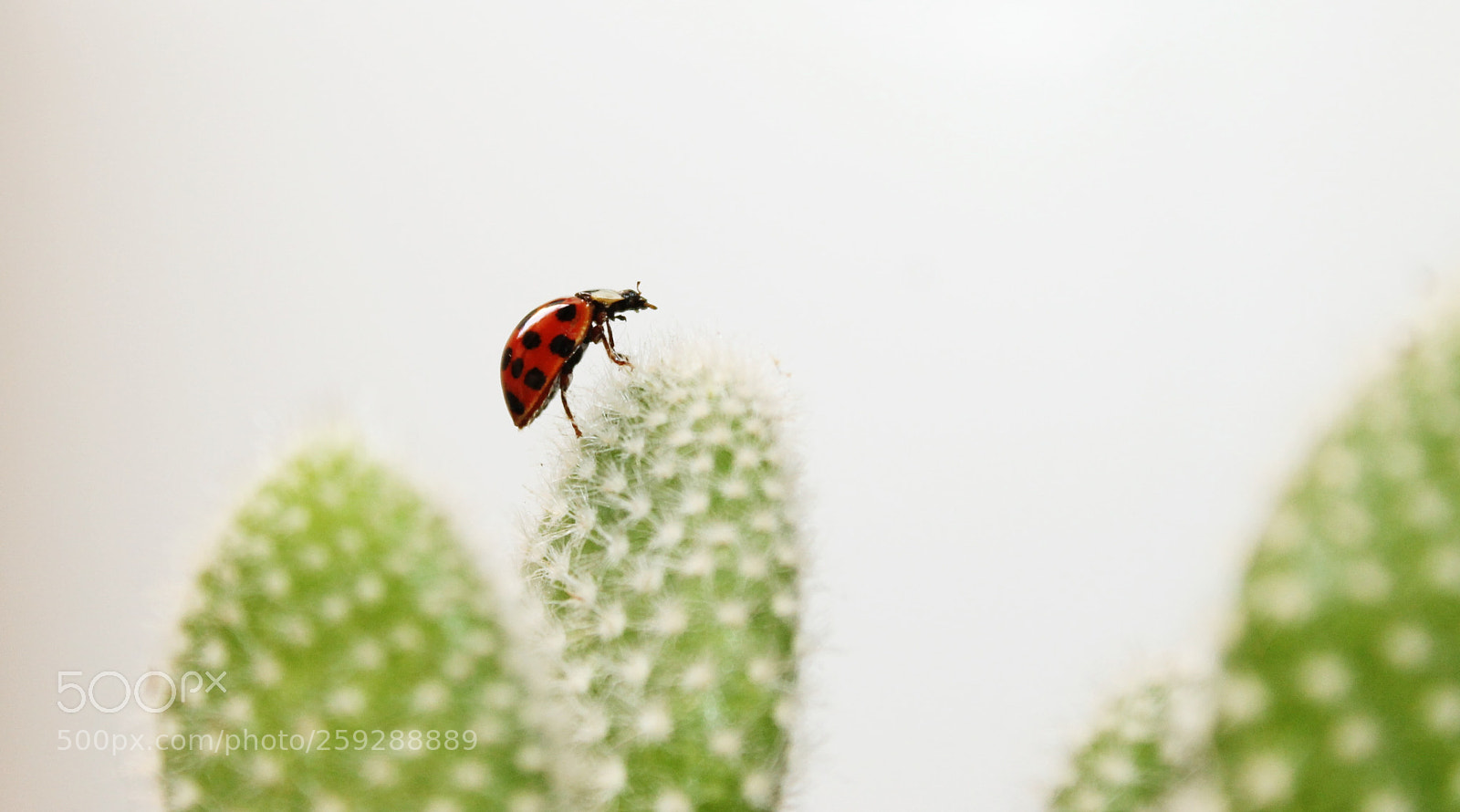 Canon EOS 1100D (EOS Rebel T3 / EOS Kiss X50) sample photo. Ladybug photography