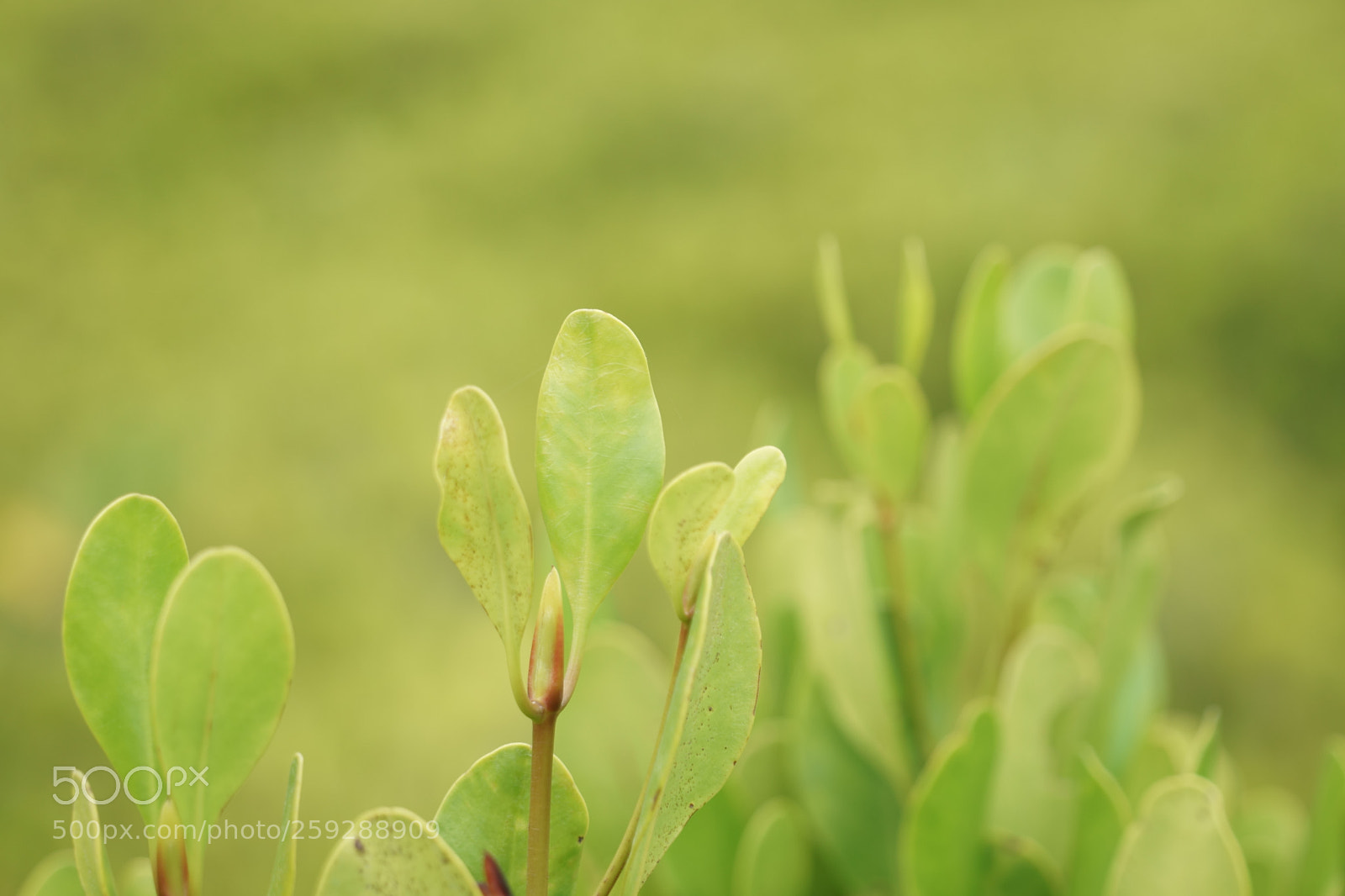 Sony a7 sample photo. Dsc photography