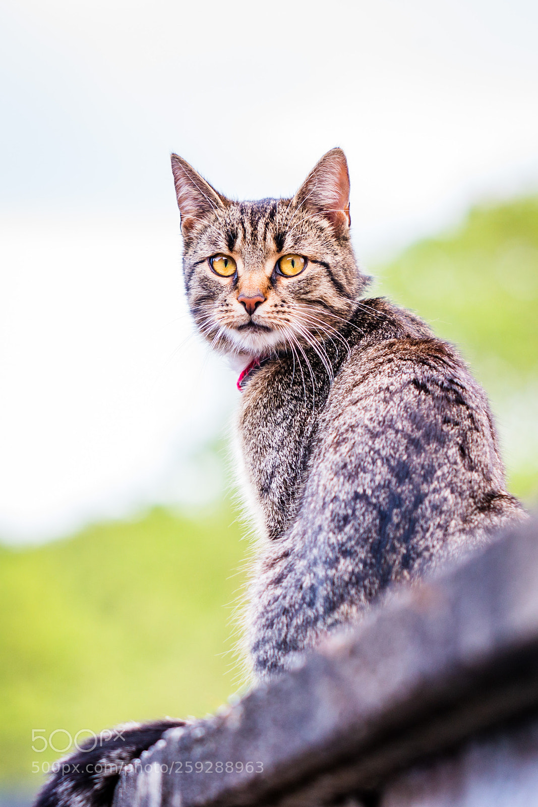 Canon EOS 70D sample photo. Hauskatze (felis silvestris catus) photography