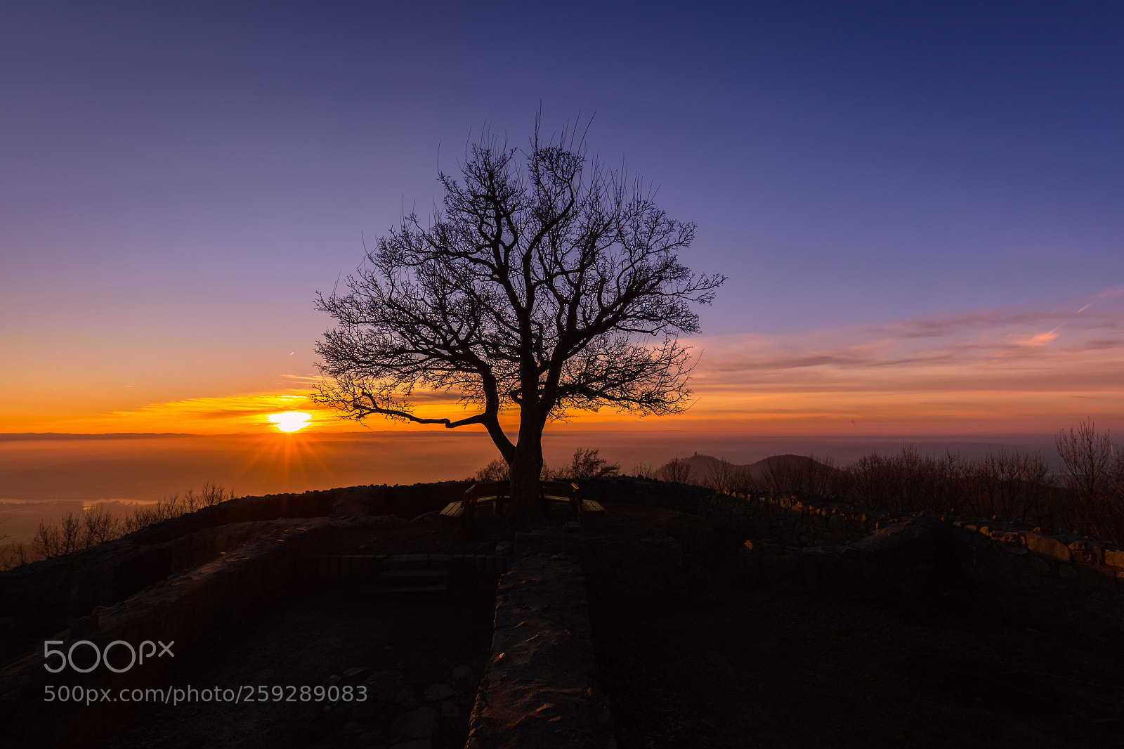 Canon EOS 6D sample photo. Loneley tree photography