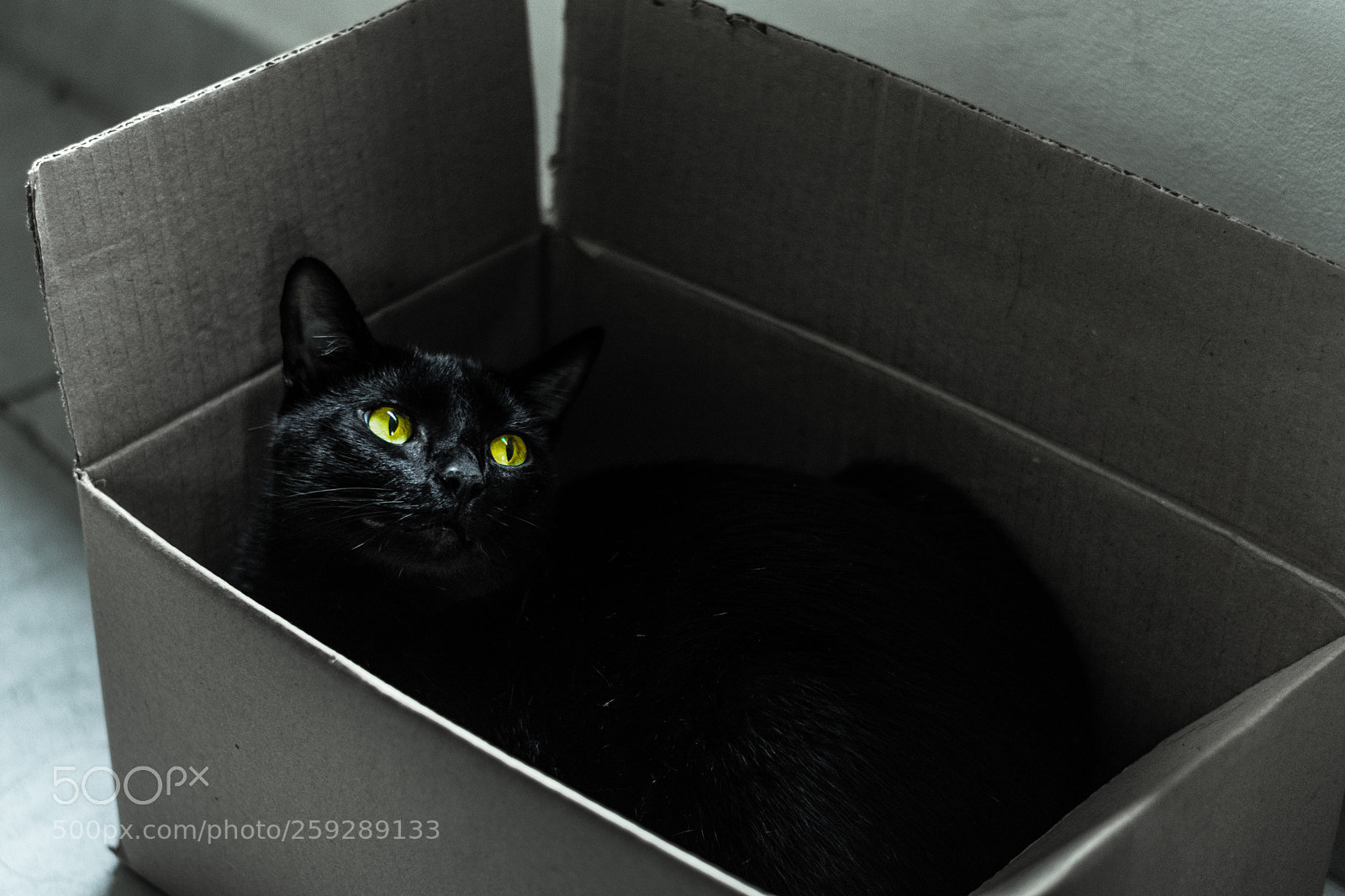 Nikon D5500 sample photo. Black cat photography