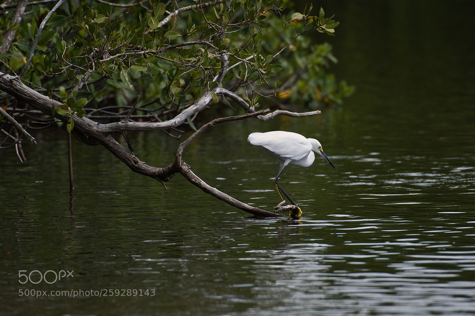 Nikon D500 sample photo. Lonely egret photography