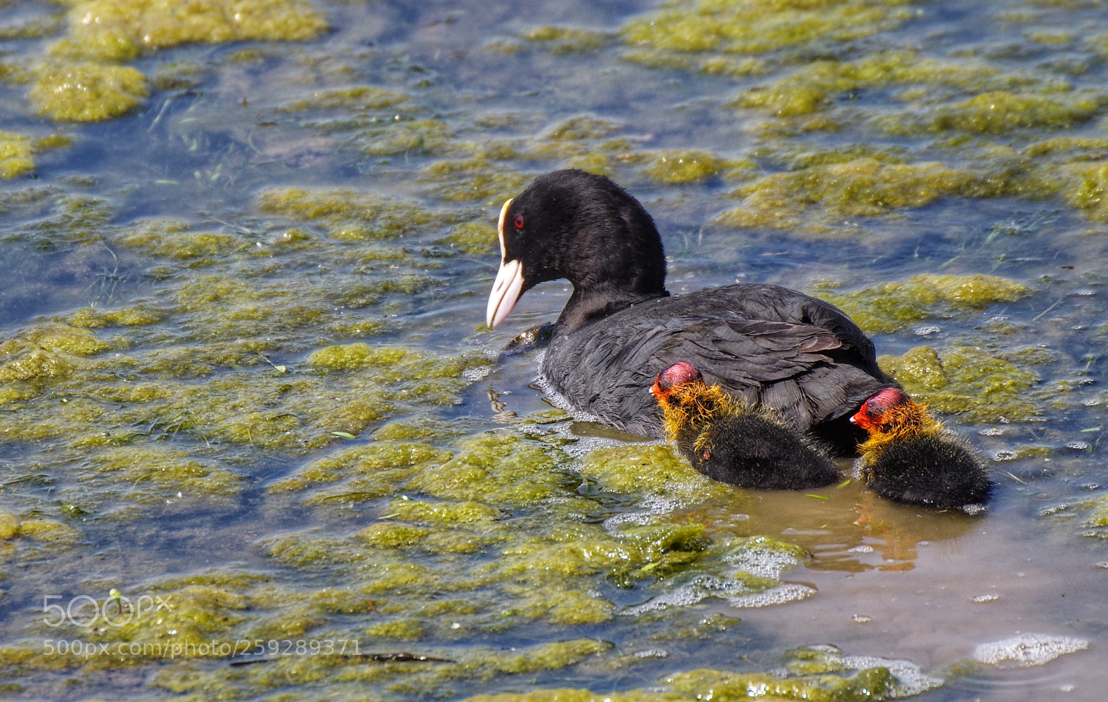 Pentax K-3 sample photo. Meerkoet (fulica atra) photography