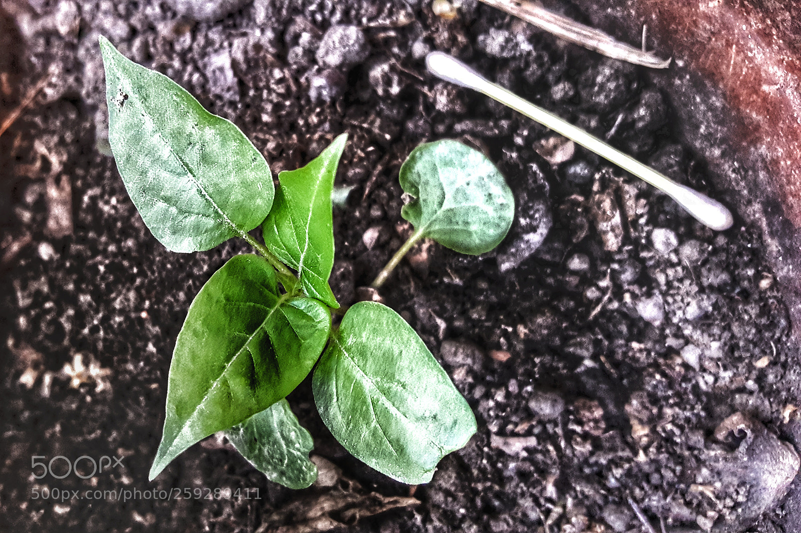 Samsung Galaxy Note5 sample photo. A touch of nature photography