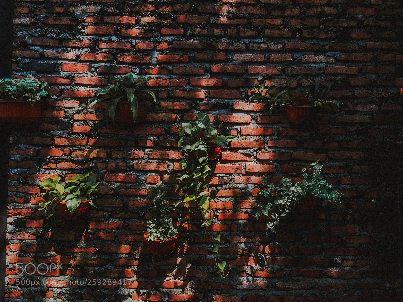 Apple iPhone 6 sample photo. Walls with flowers photography