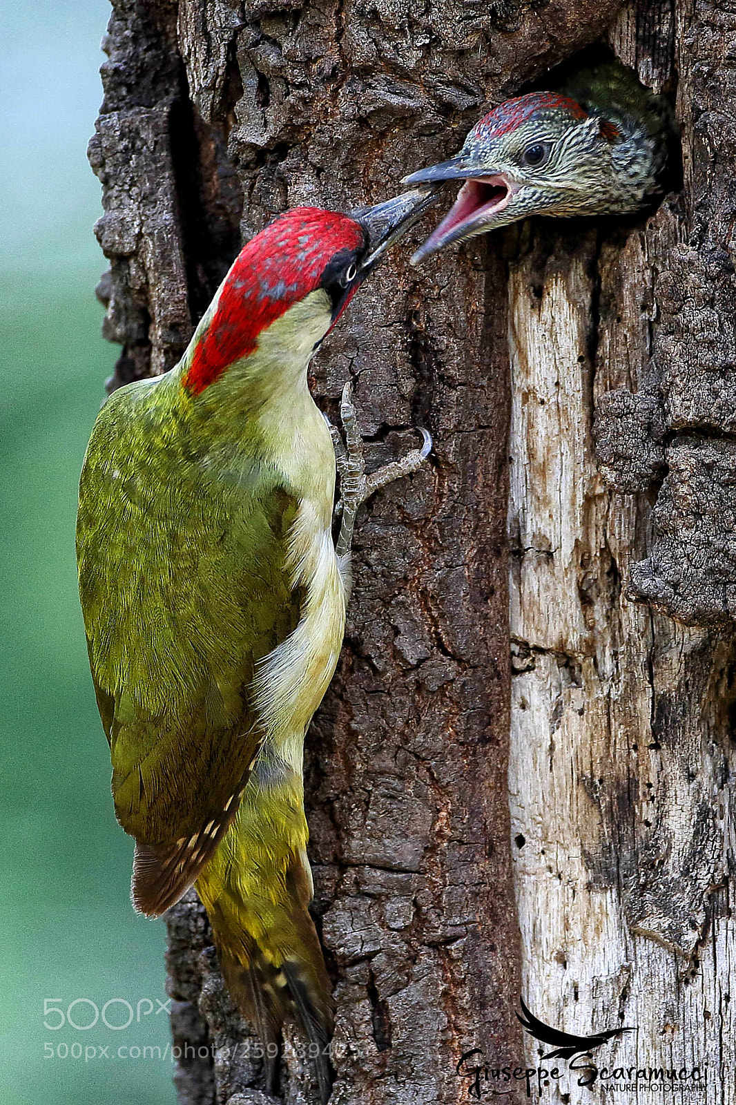 Canon EOS 7D Mark II sample photo. Green woodpecker and son photography