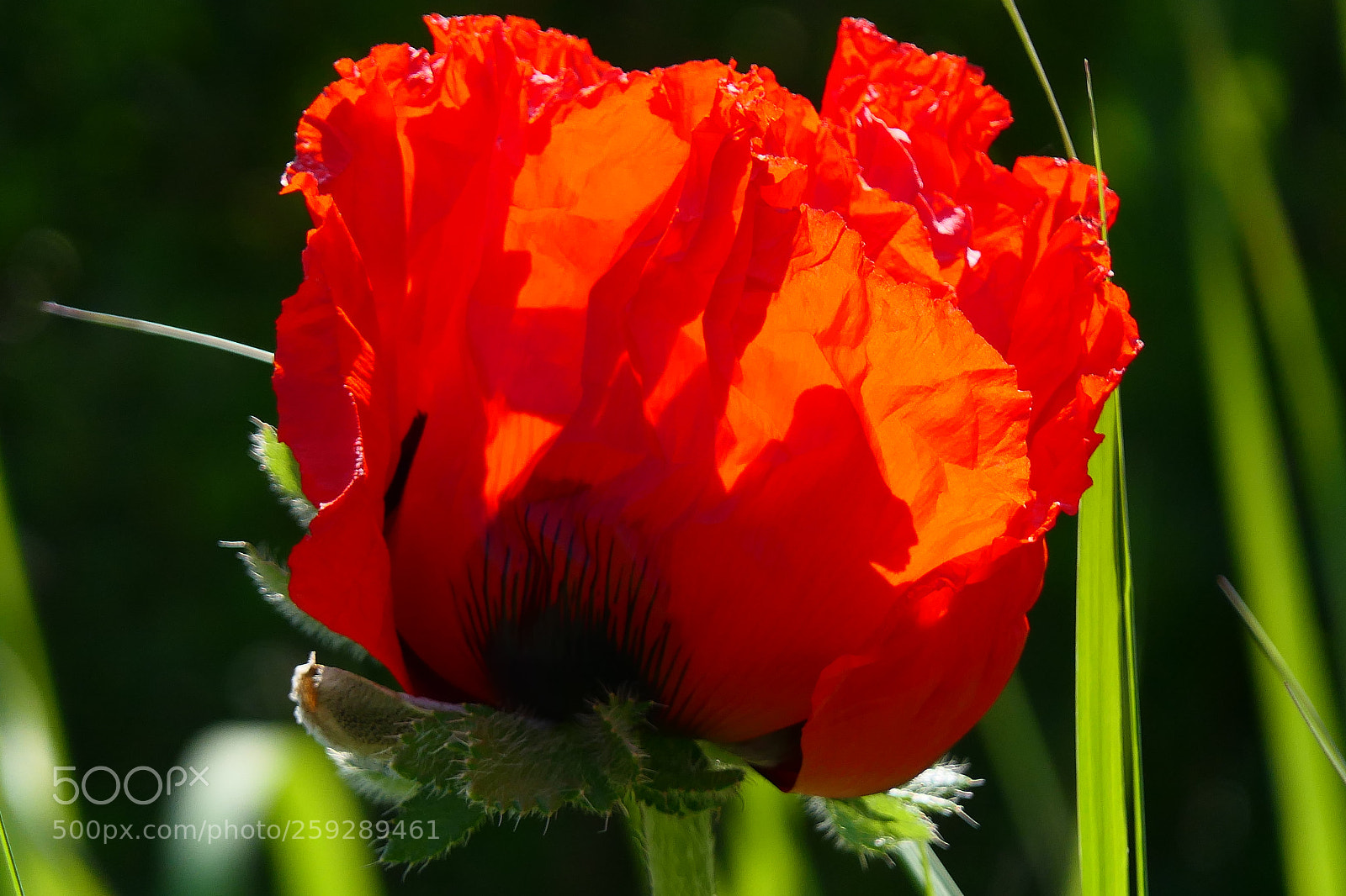 Panasonic Lumix DMC-FZ2500 (Lumix DMC-FZ2000) sample photo. Beauty photography