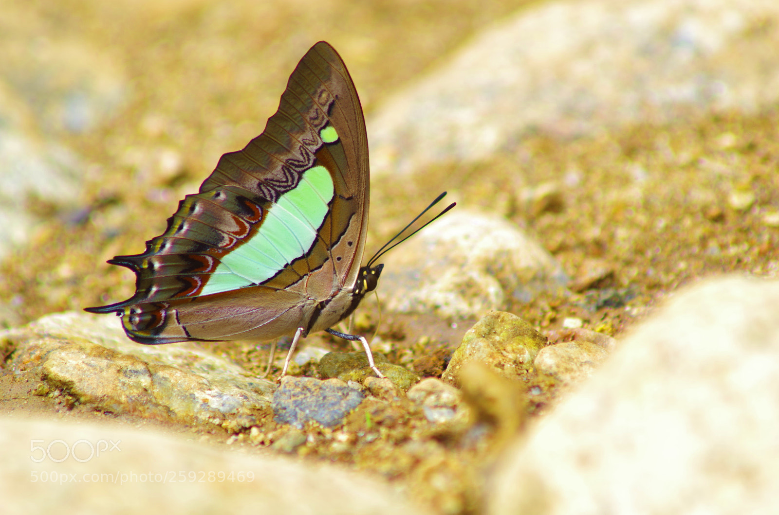 Pentax K-500 sample photo. Common nawab ! photography
