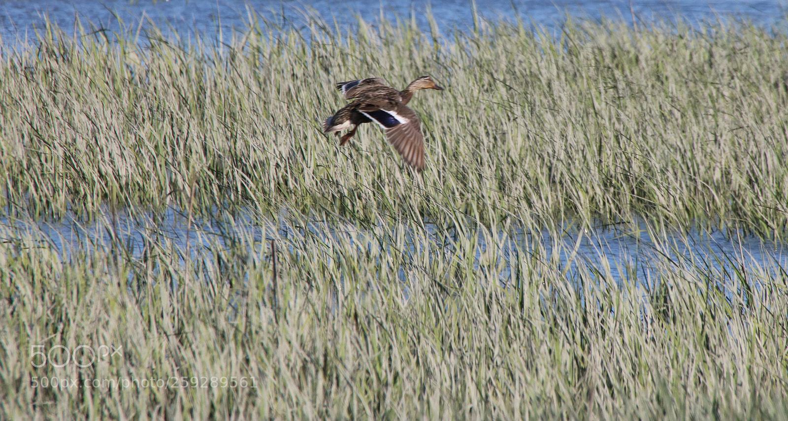 Canon EOS 750D (EOS Rebel T6i / EOS Kiss X8i) sample photo. Seducktively  simple! photography