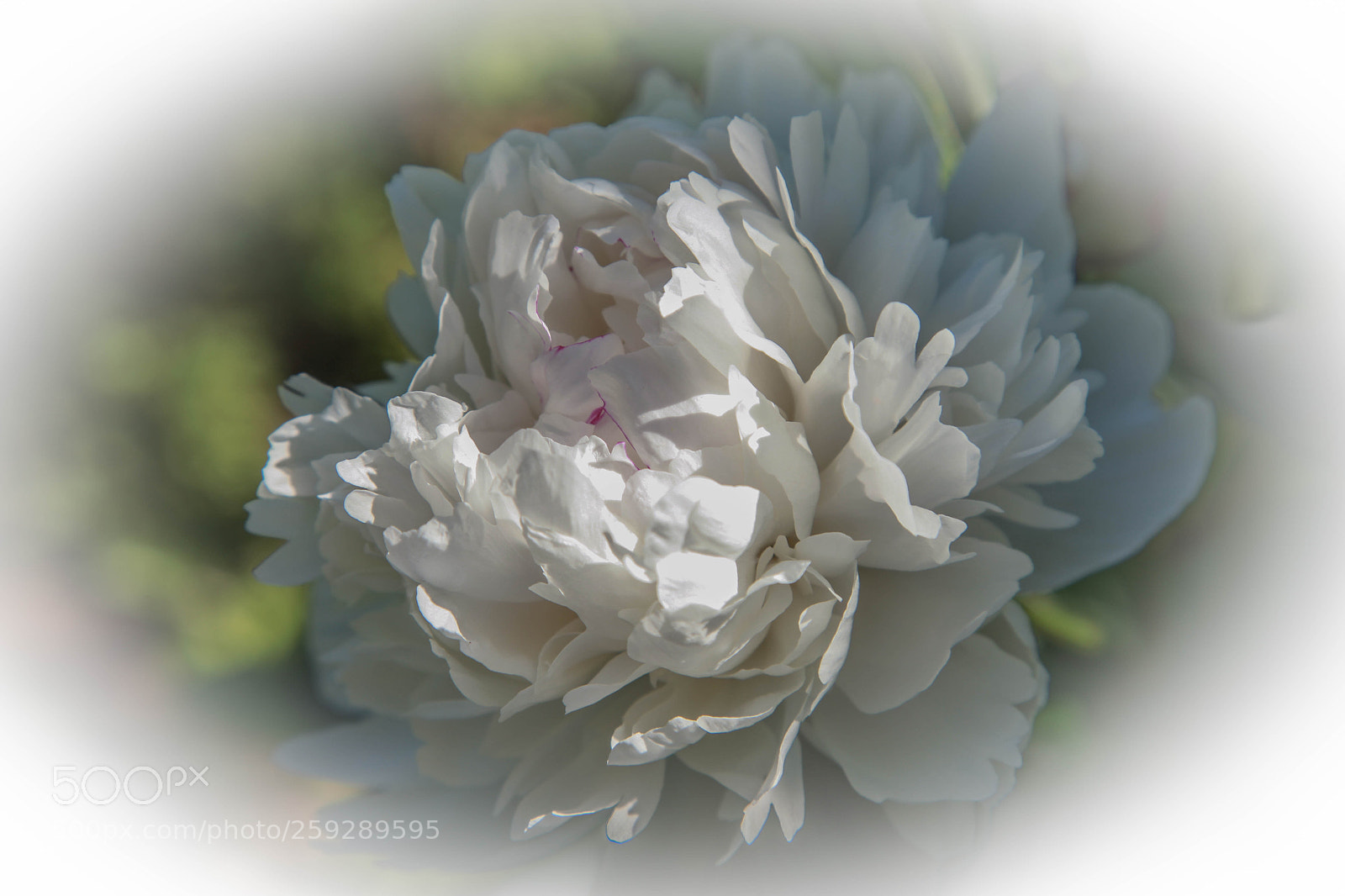 Canon EOS 5D Mark II sample photo. Beautiful bloom photography