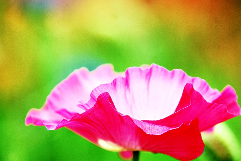 Sony Alpha DSLR-A700 + Sigma 70-200mm F2.8 EX DG Macro HSM II sample photo. Opium poppy photography