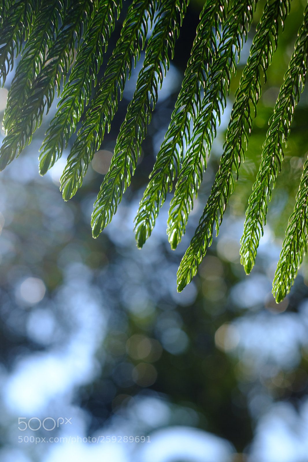 Fujifilm X-T20 sample photo. The pine and bokeh photography