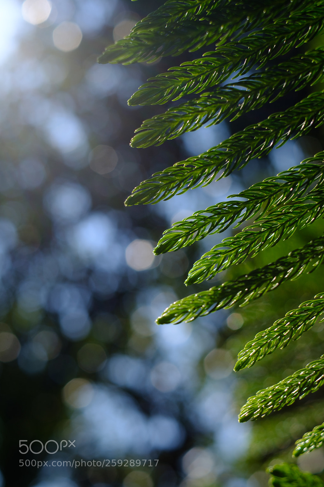 Fujifilm X-T20 sample photo. The pine and bokeh photography
