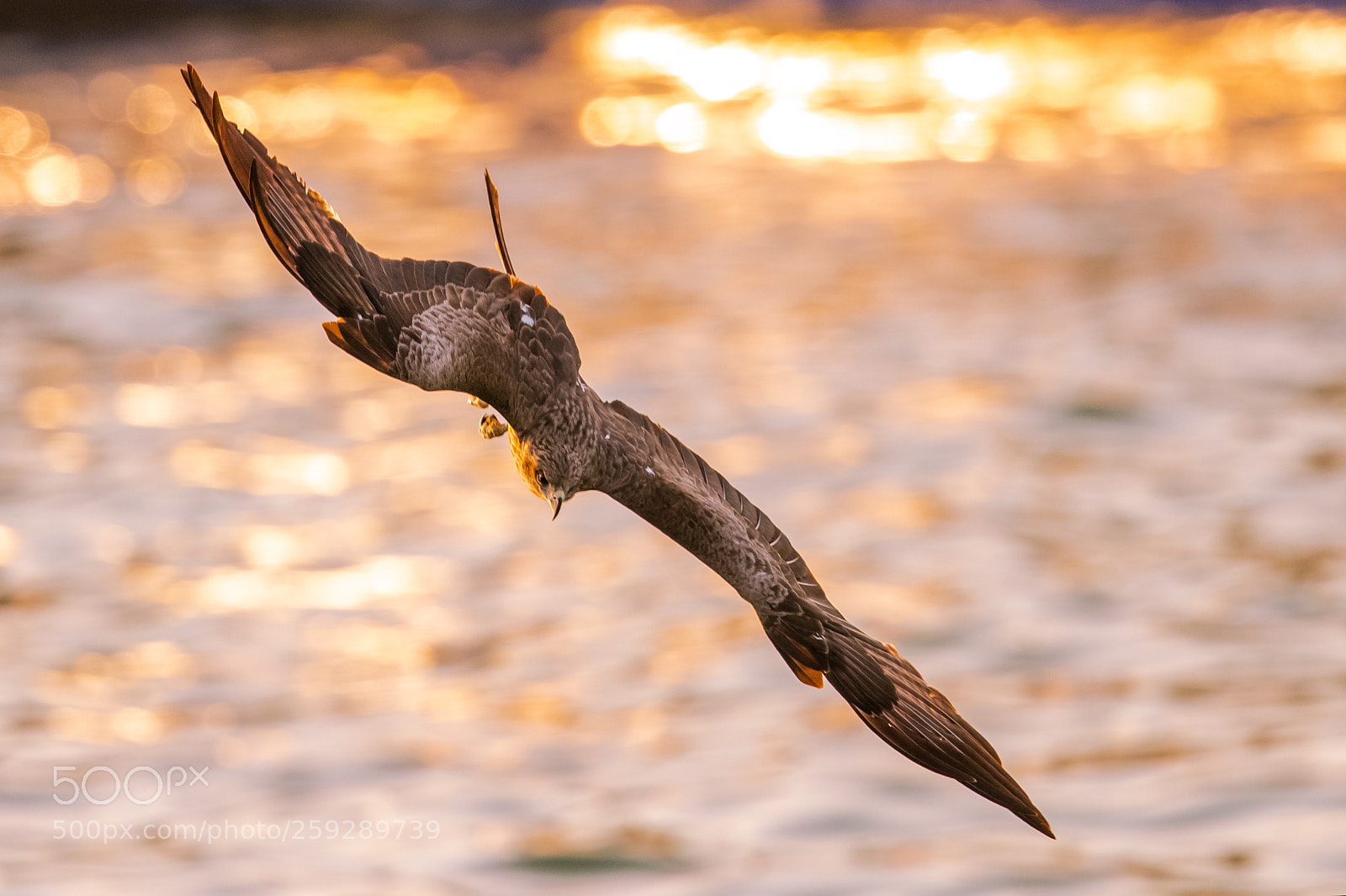 Canon EOS-1D X Mark II sample photo. Black kite milvus migrans photography