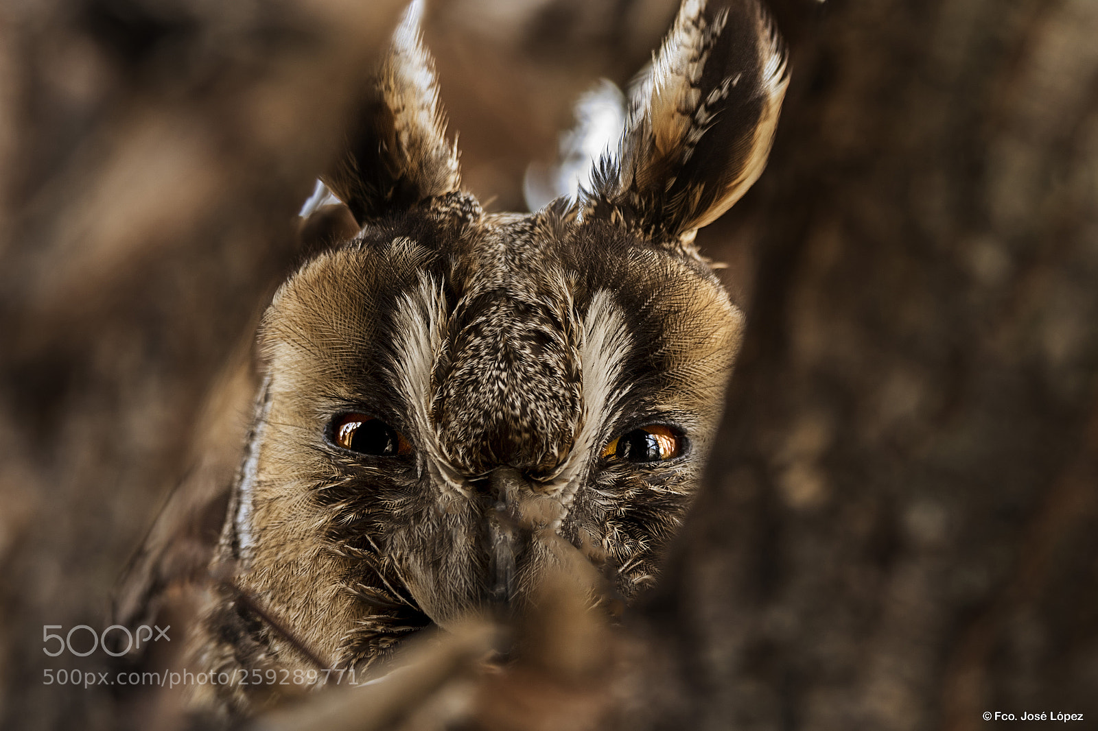 Canon EOS 7D Mark II sample photo. B ho chico asio photography