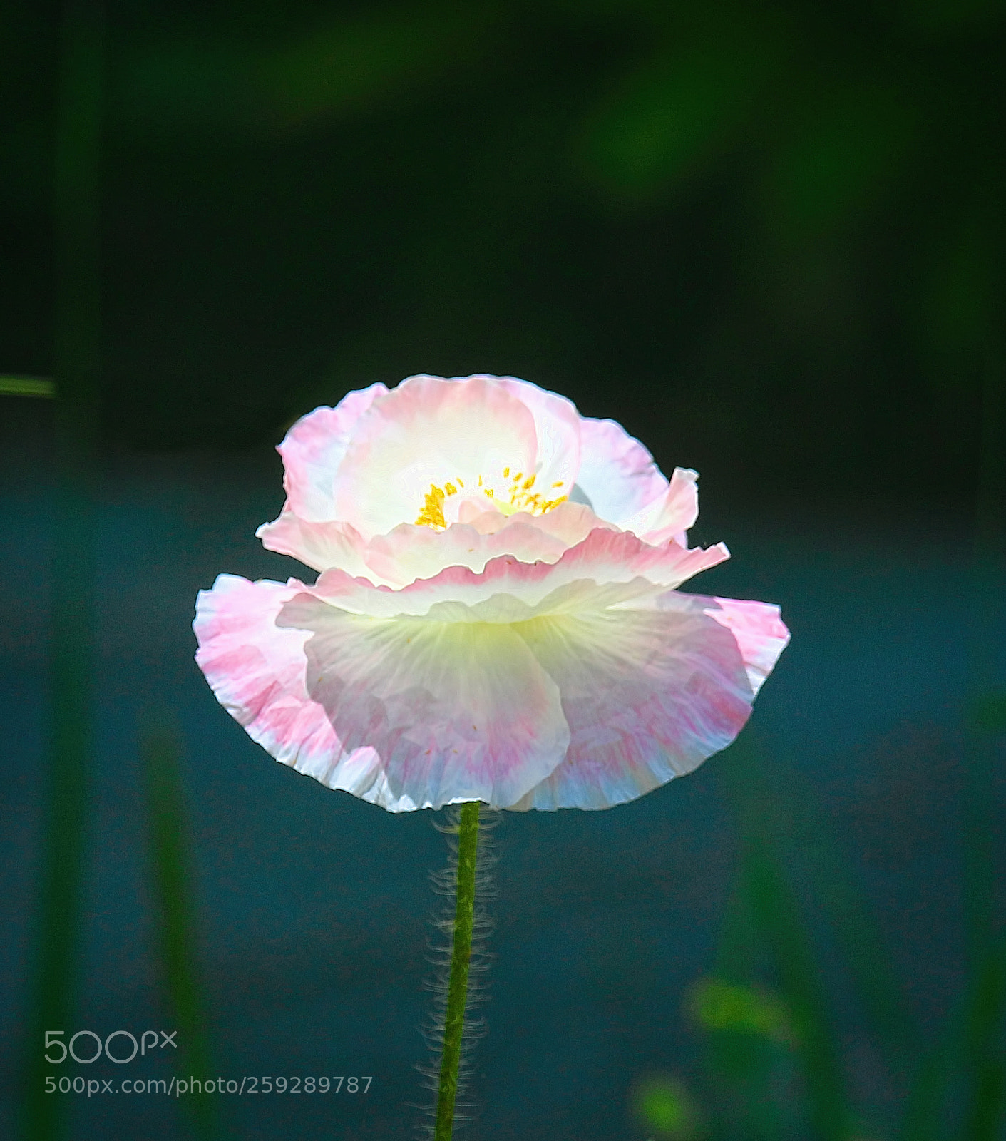 Canon EOS 70D sample photo. Poppy photography