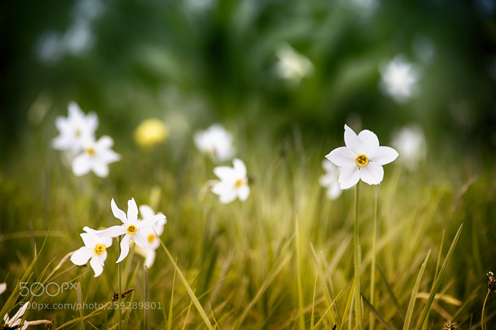 Nikon D5300 sample photo. Narcisi photography